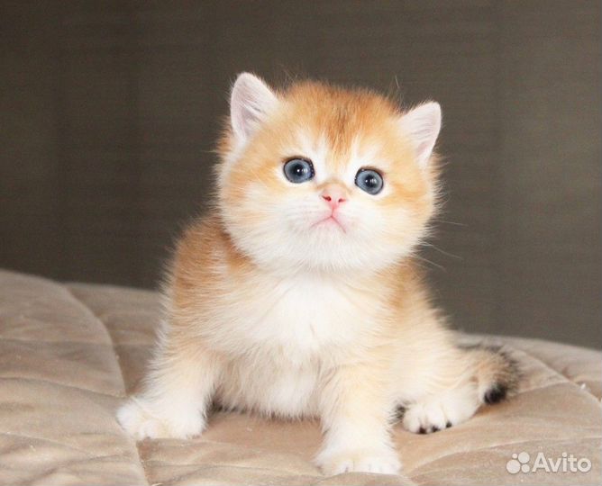 Британские котята