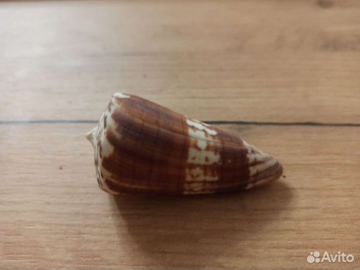 Морская раковина