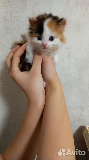 Кошка в дар