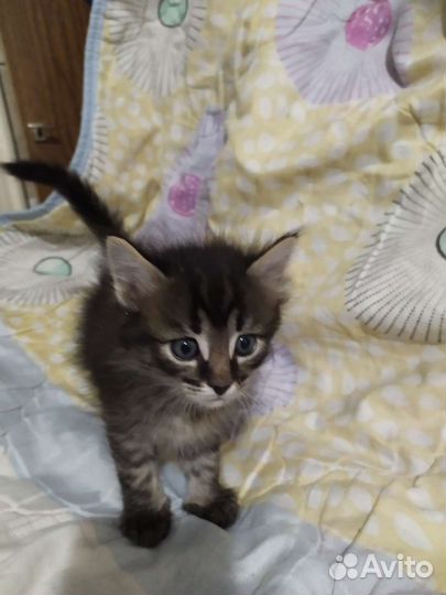 Котята в добрые руки даром