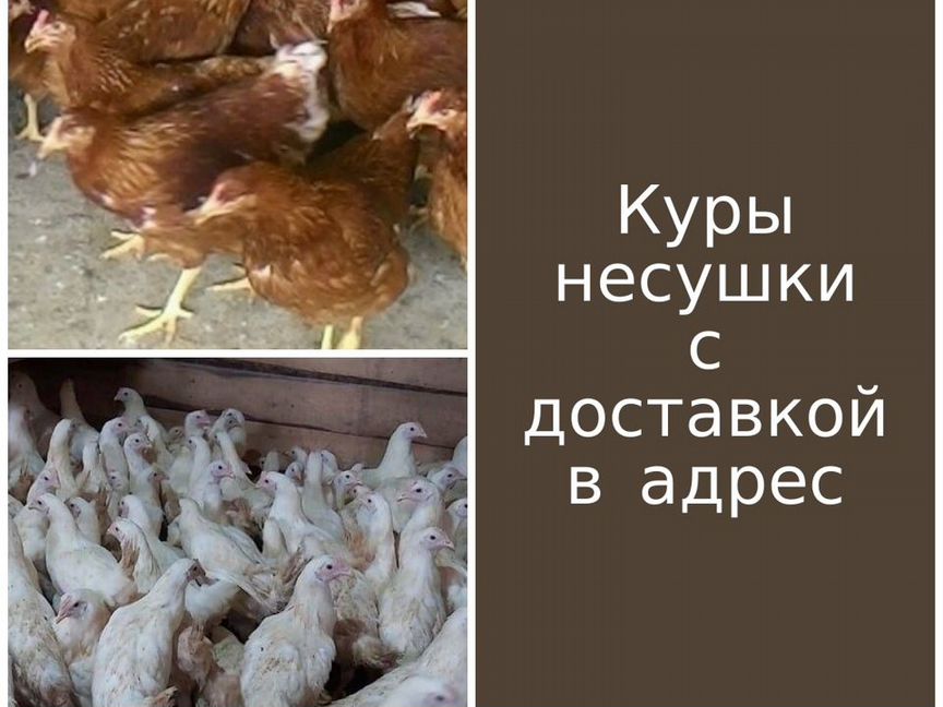 Куры несушки подрощенные