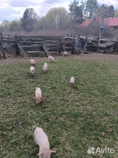 Поросята русская белая