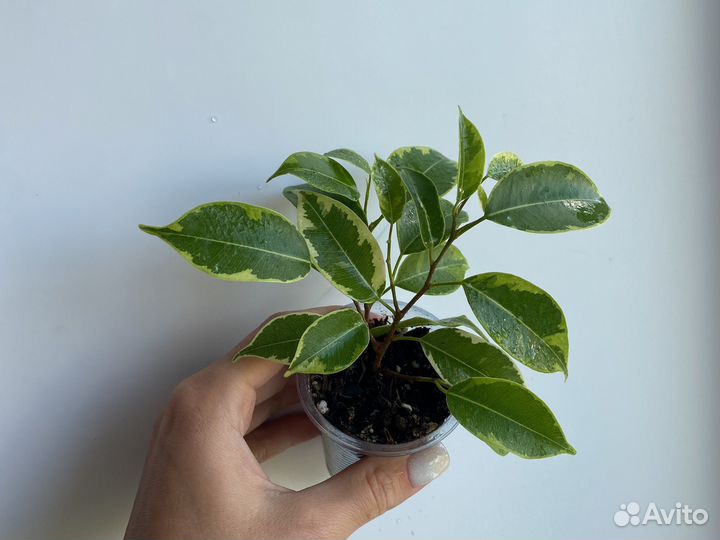 Фикус бенджамина кинки