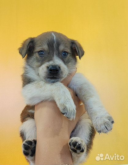 Щеночек ищет дом