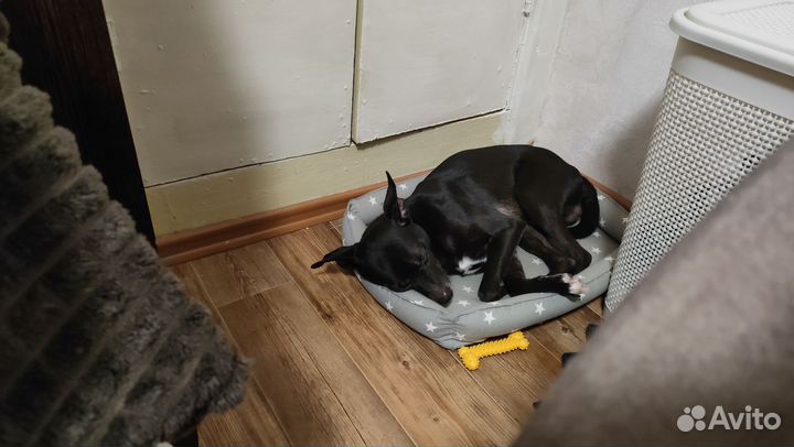 Отдам в добрые руки Бэта