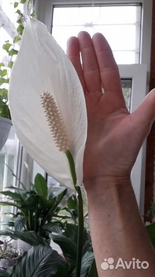 Спатифиллум