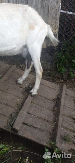 Коза молочная дойная альпийская