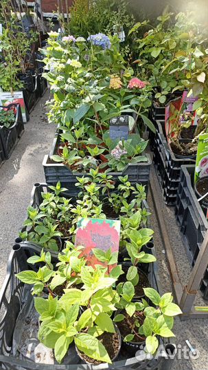 Гортензия в ассортименте