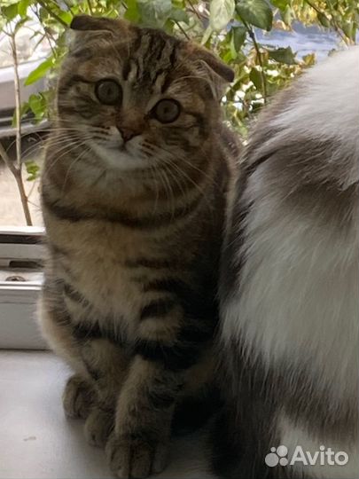 Кошки вислоухие