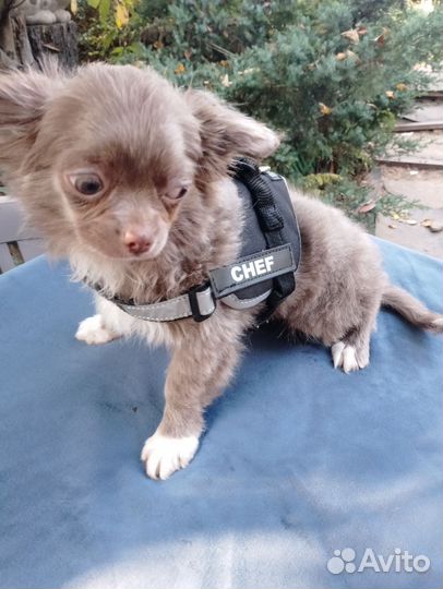 Лиловый Шеф