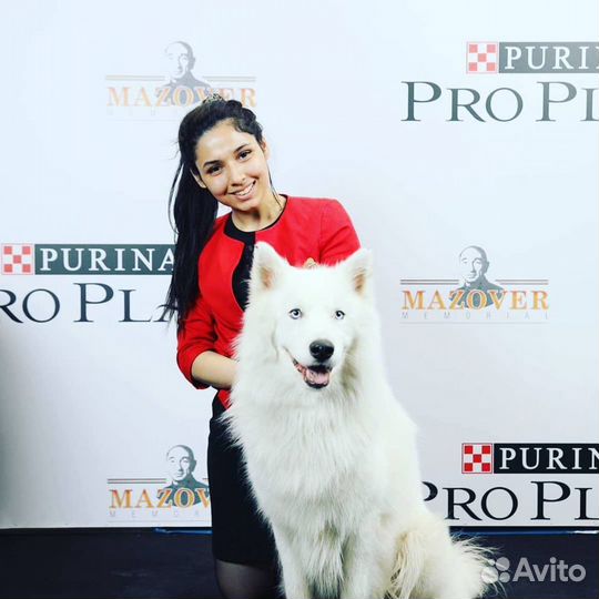 Предлагаю услуги хендлера