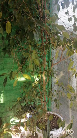 Фикус бенджамина