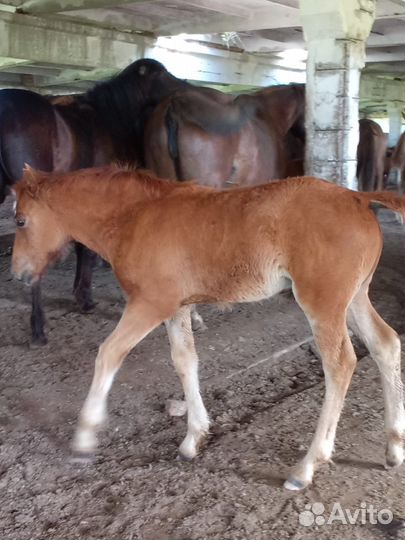 Кобыла с жеребенком