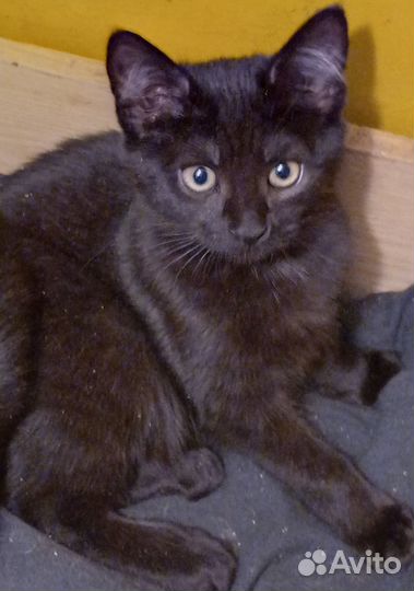 Котик Коржик 10 мес
