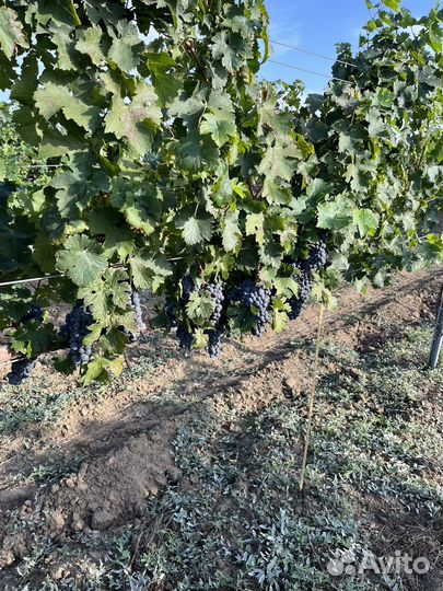 Винный виноград