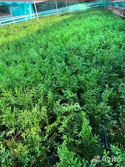 Туи Смарагд / от производителя