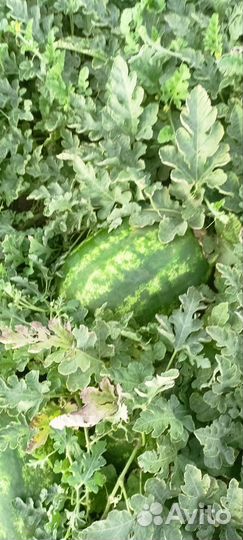 Арбуз каристан