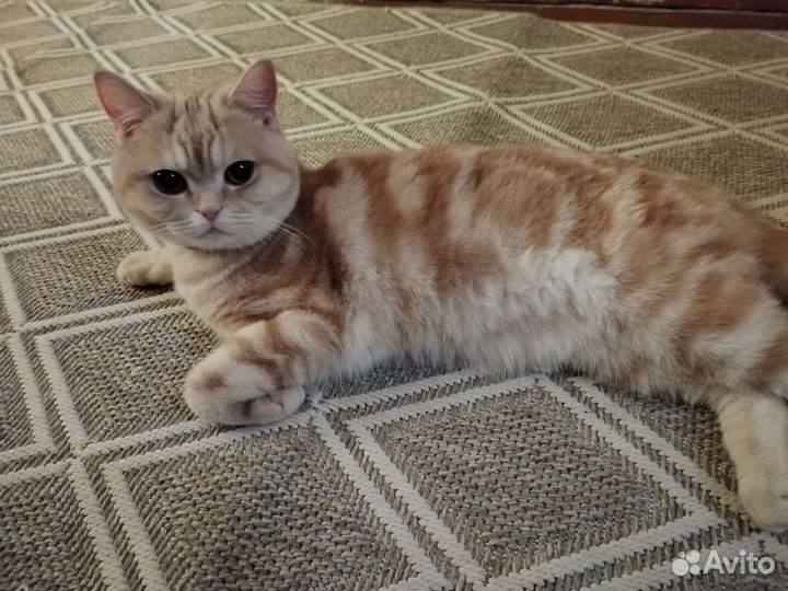 Британская кошка вязка