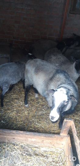 Романовские овцы