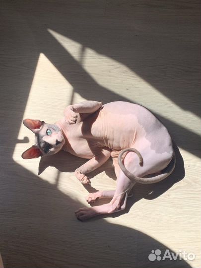 Канадский сфинкс