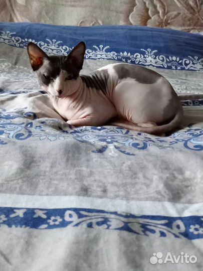 Канадский сфинкс