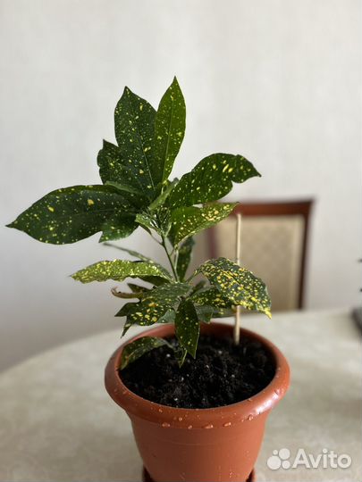 Кротон, фикус