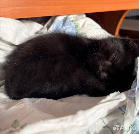 Котёнок бесплатно