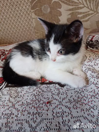 Котенок в дар