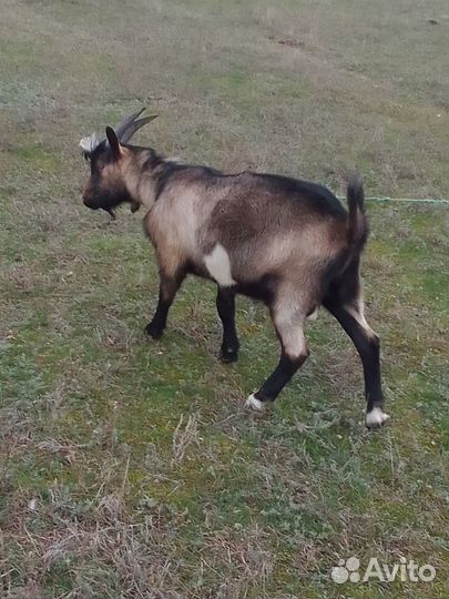 Продам дойных коз и козленка