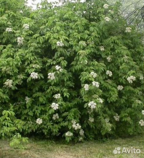 Бузина кусты