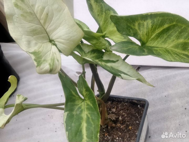 Сингониум 3 короля