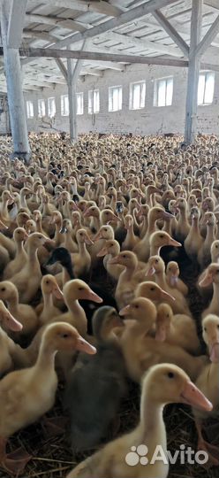 Утята подрощенные