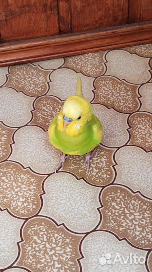 Волнистый попугай в добрые руки