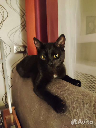 Кот для вязки