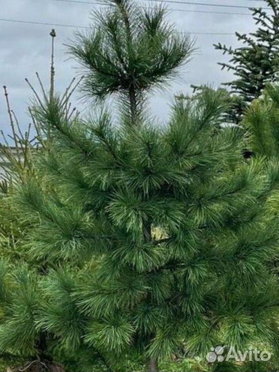 Качественные кедры, ели, туи