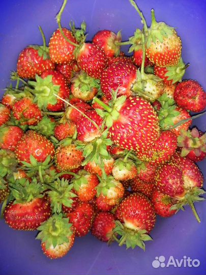 Клубника ремонтантная мурано,гигант ела, сорт майс