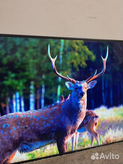 Профессиональная панель Samsung QH55R