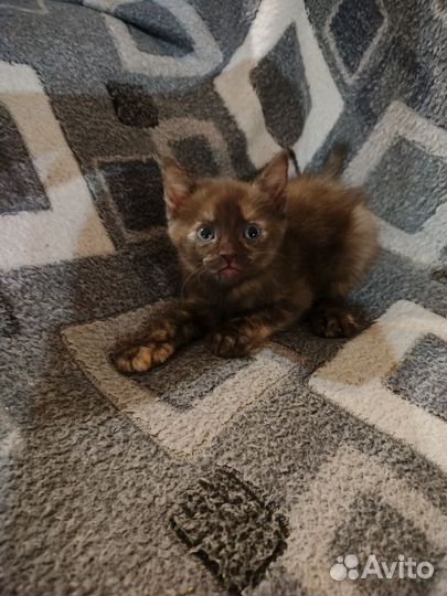 Котята сфинкса