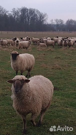 Овцы ярки
