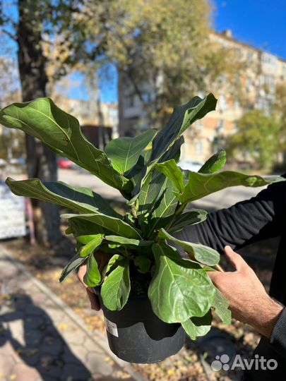 Фикус лирата кустовая форма