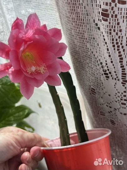 Герань, декабрист и прочие цветы