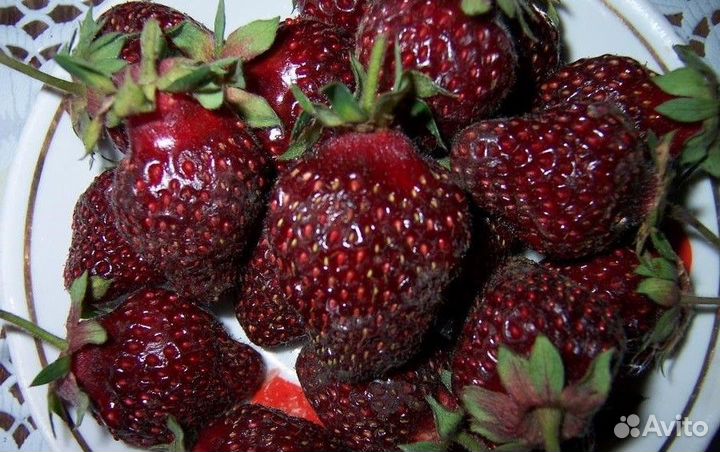 Рассада клубники черный принц
