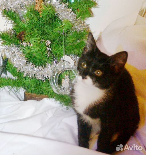 Чёрно-белый фрачный котёнок (метис) в добрые руки