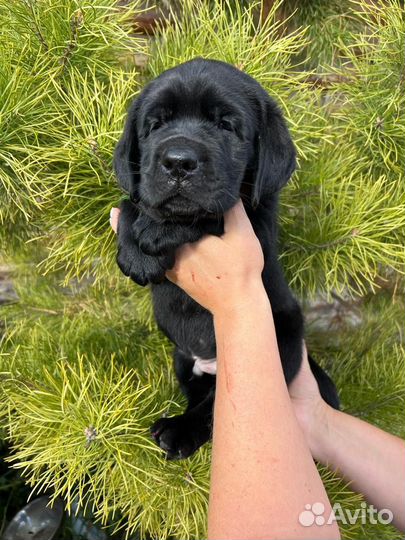 Щенки лабрадора