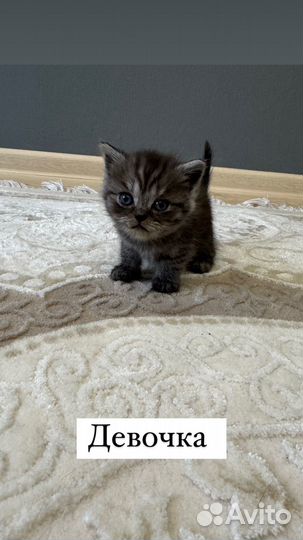 Вислоухие котята
