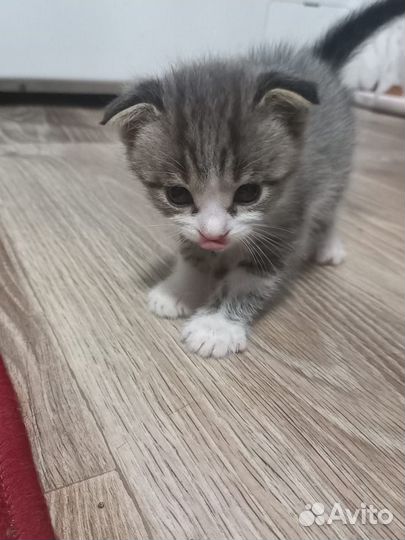 Котята отдам в добрые руки бесплатно