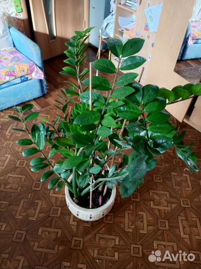 Замиокулькас