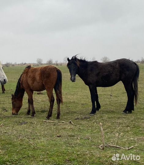 Продажа лошадей
