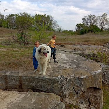 Пиренейская горная собака, щенок