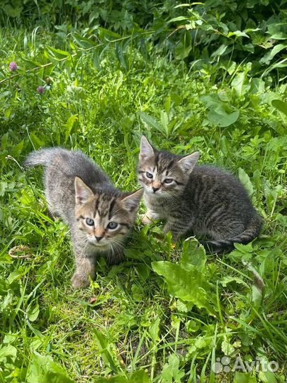 Котики бесплатно в добрые руки